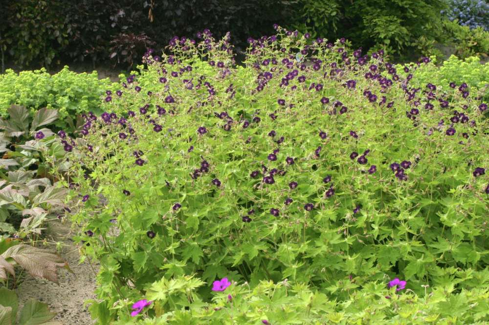 Näva 'Raven'